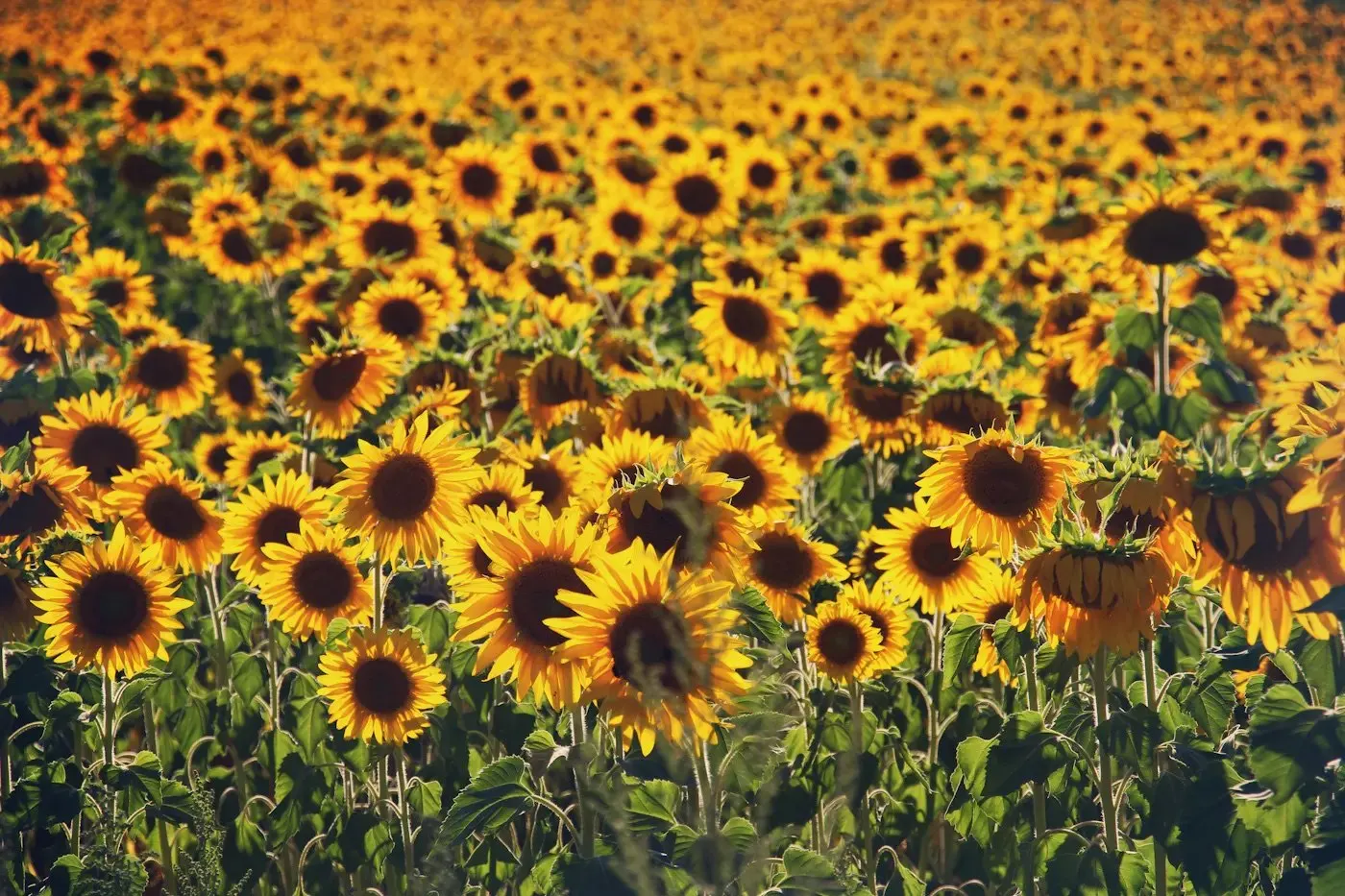 Champ de tournesols en été (photo d'illustration)